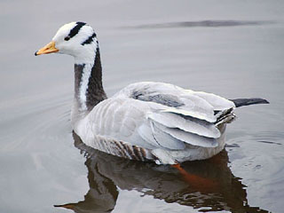 De Indische gans